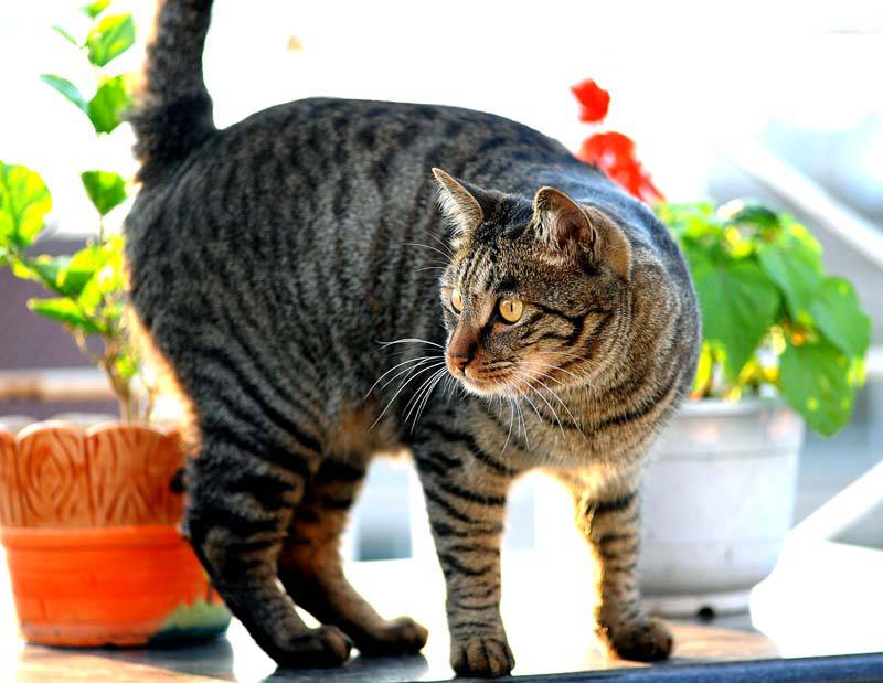 中华狸花猫机灵可爱图片