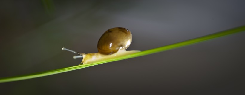 静静的蜗牛图片