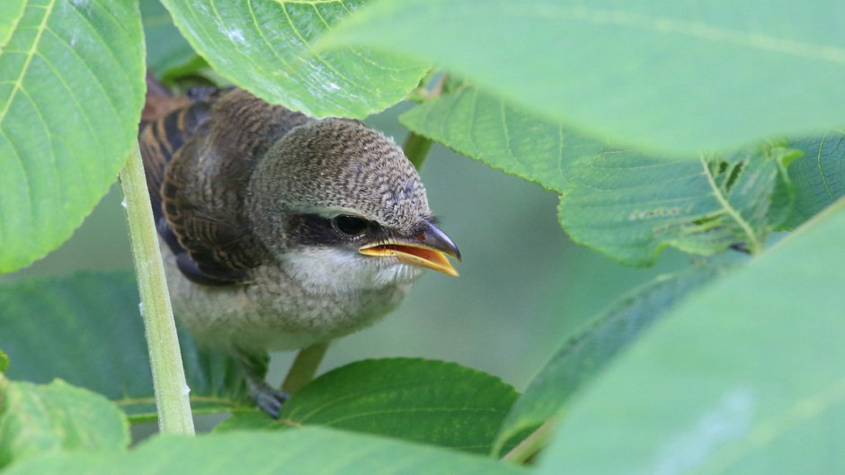 灰背伯勞鳥(niǎo)圖片模樣靈巧