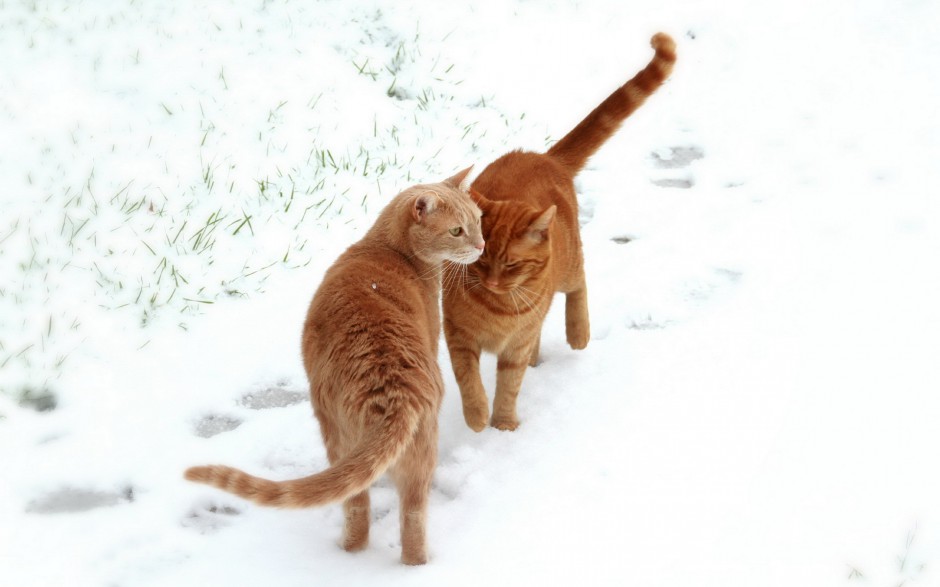 雪地玩耍的英短猫咪图片壁纸