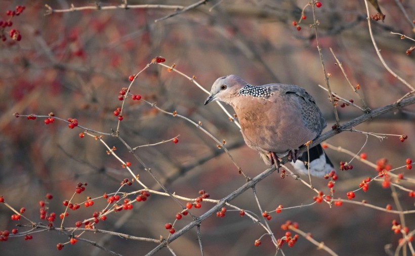 斑鳩圖片