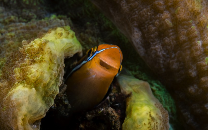 奇妙的海底生物圖片