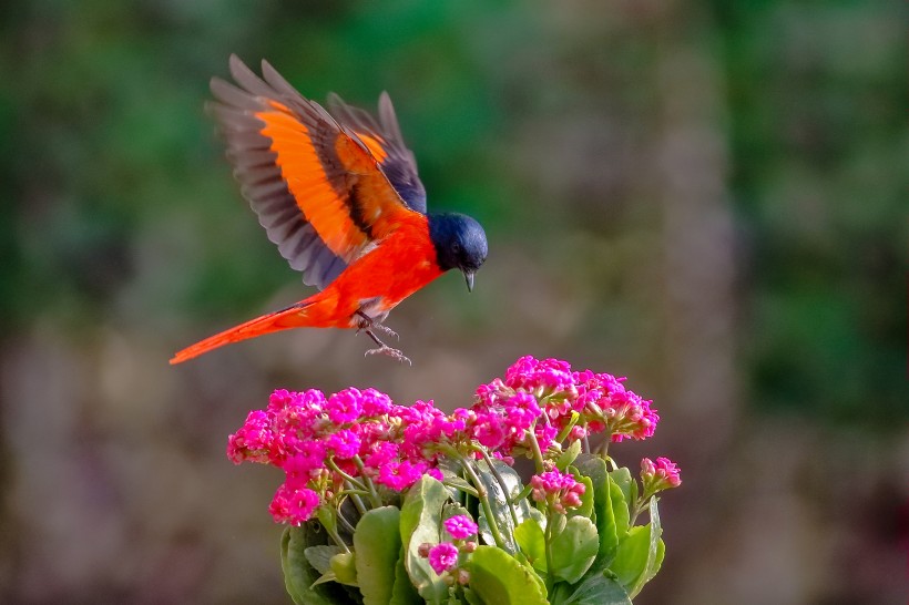 紅山椒鳥(niǎo)圖片