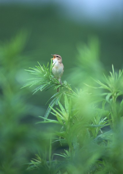 夏季樹枝上的鳥圖片