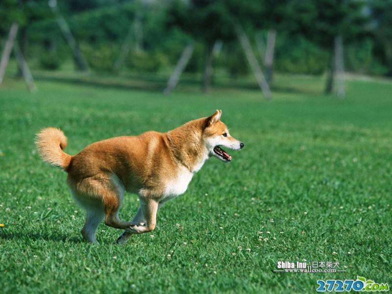 高清動物 柴犬