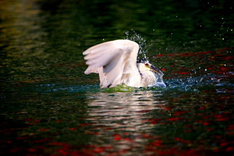 國家級保護(hù)鳥類夜鷺捕魚圖片