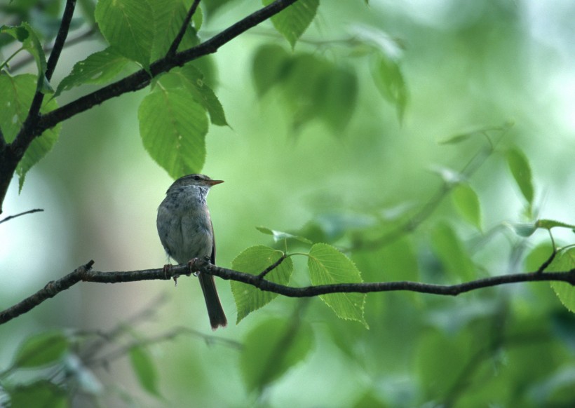 夏季樹枝上的鳥圖片