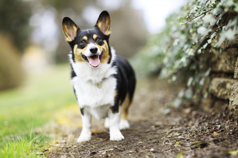 萌萌的柯基犬圖片