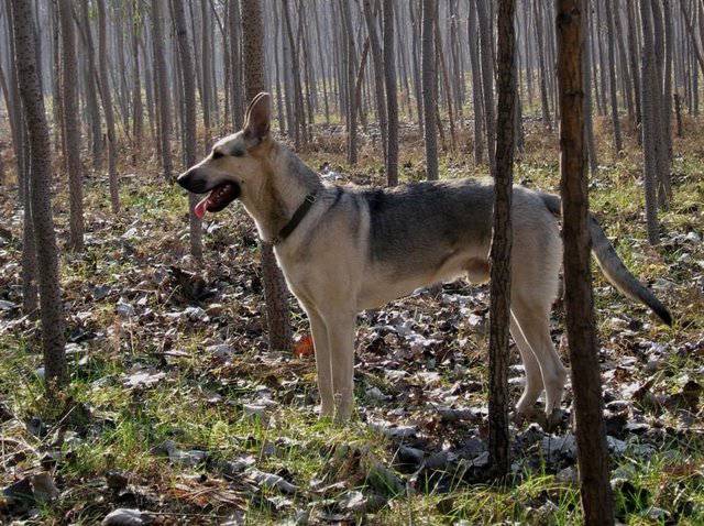 沉穩(wěn)勇敢的狼青犬圖片