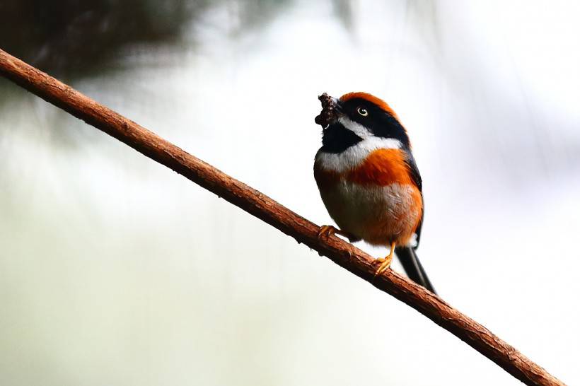 常見野生鳥類圖片活潑覓食的山雀特寫