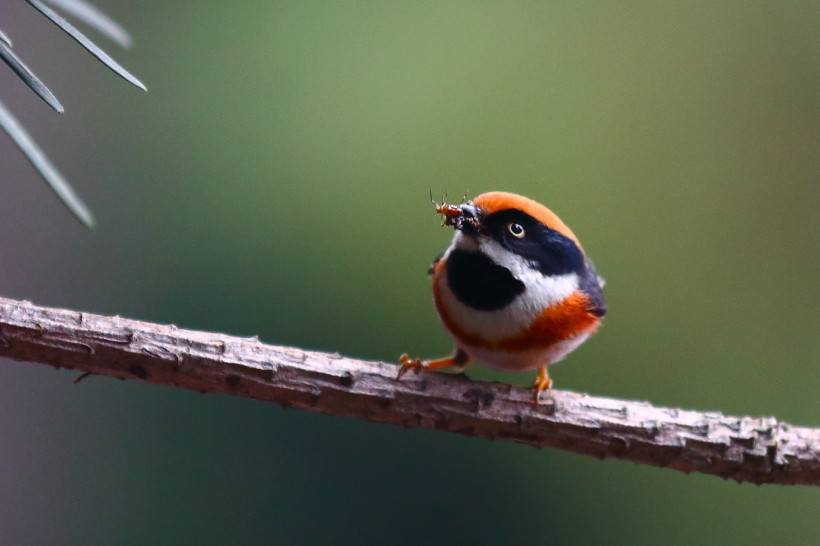 常見野生鳥類圖片活潑覓食的山雀特寫