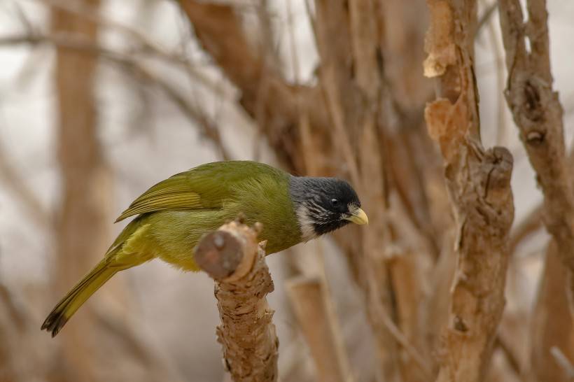 野生鳥類領(lǐng)雀嘴鵯攝影圖片