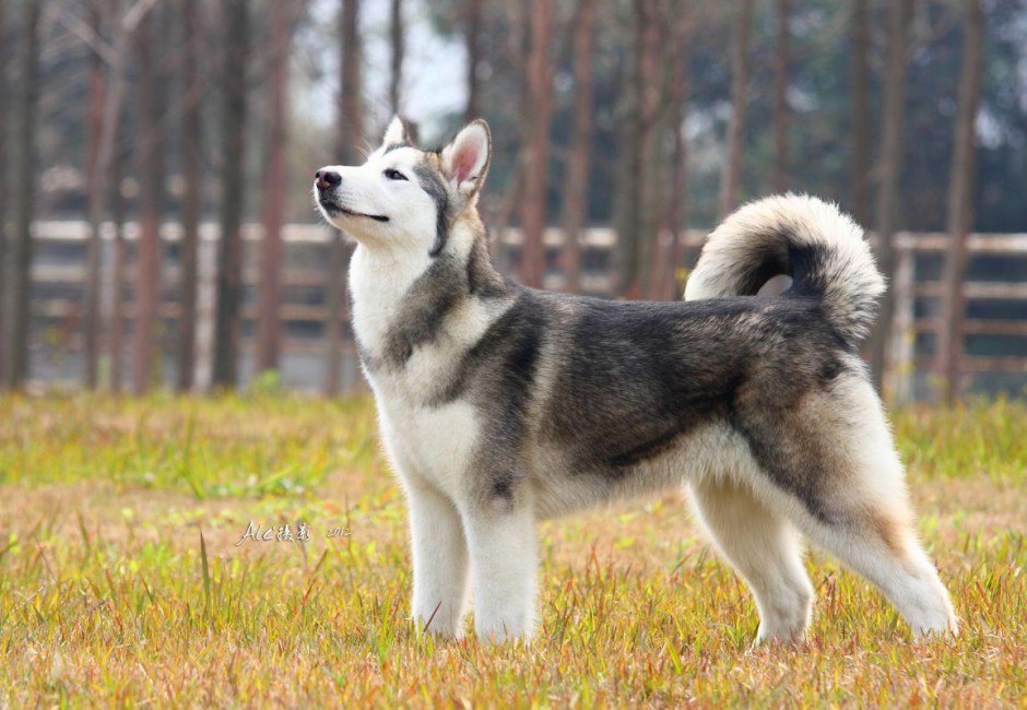 熊版阿拉斯加犬傲娇图片大全