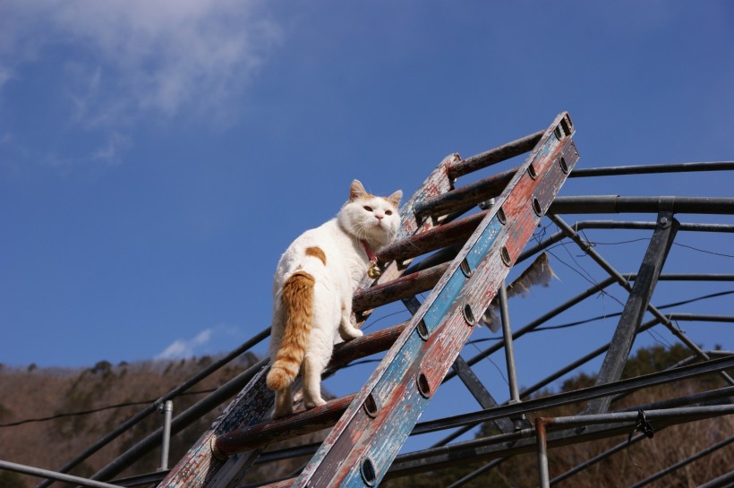 超级憨态可爱的猫叔图片 第二辑