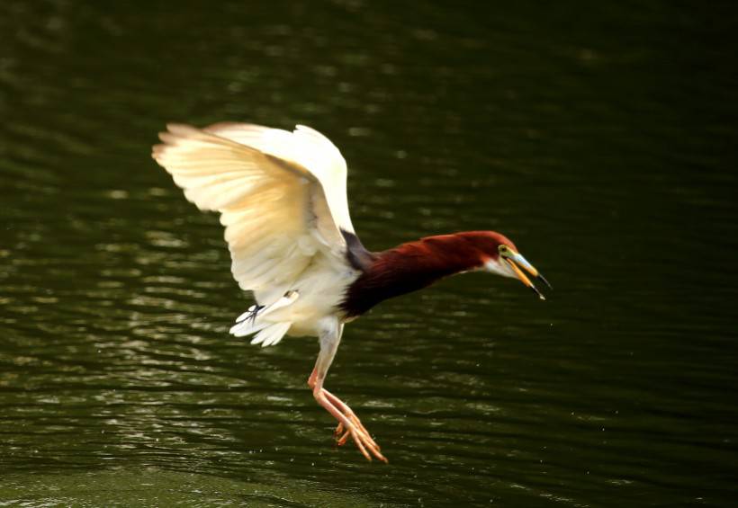 中國(guó)鳥類動(dòng)物池鷺攝影圖片