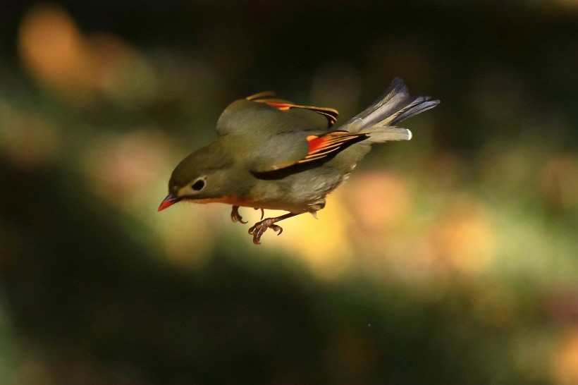 紅嘴相思鳥圖片