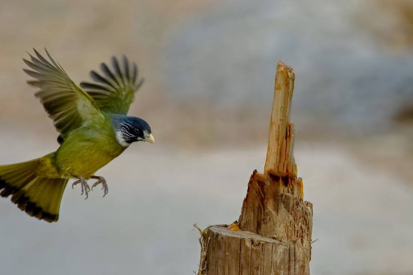 野生鳥類領(lǐng)雀嘴鵯攝影圖片