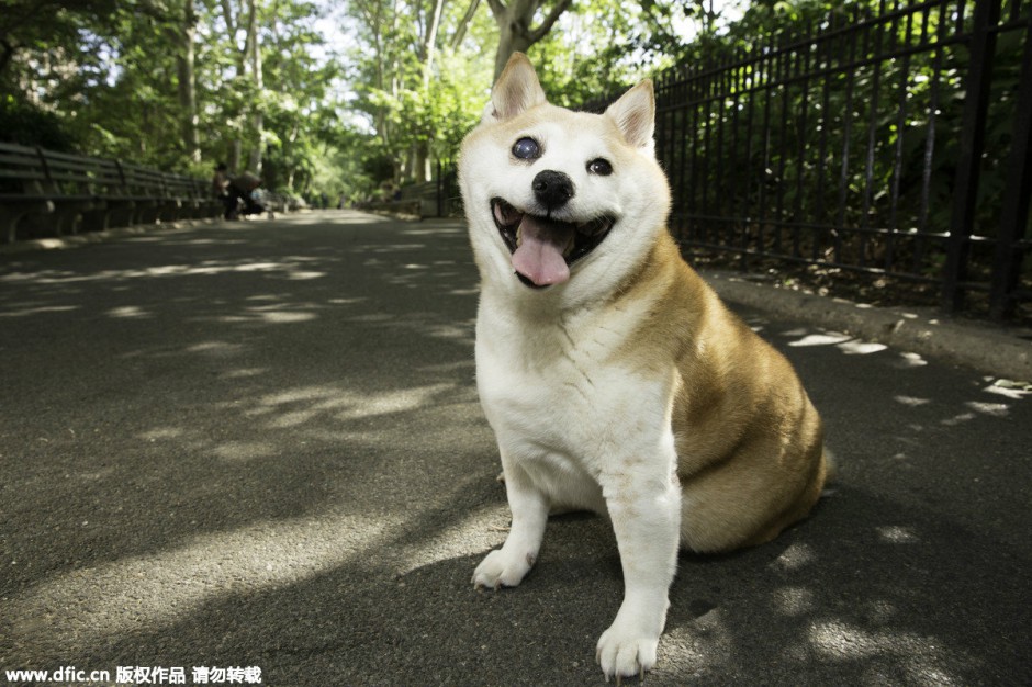 招人喜爱的柴犬白眼图片