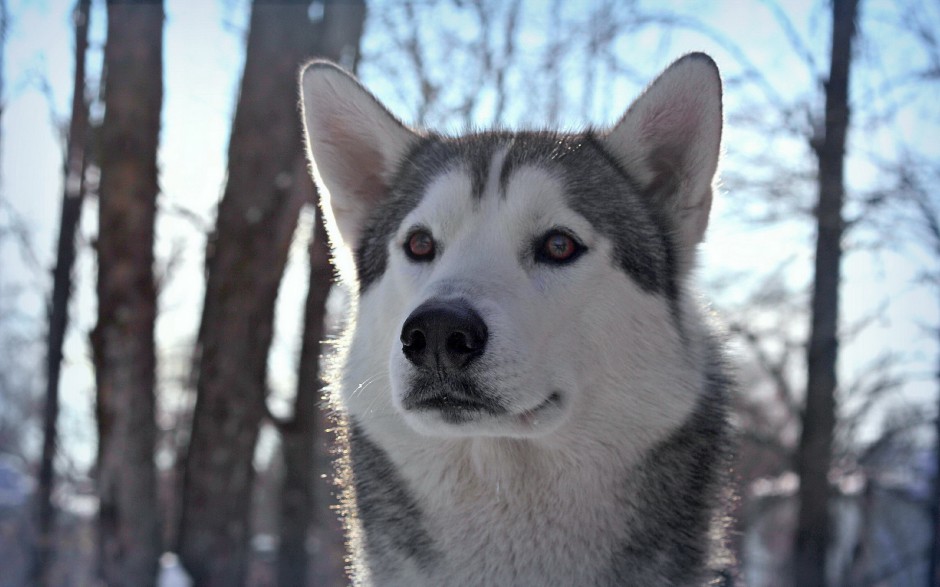 乖巧聽話的巨型雪橇犬圖片