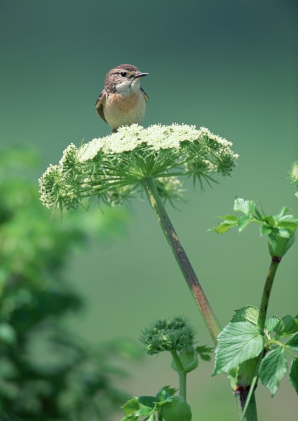 夏季樹枝上的鳥圖片