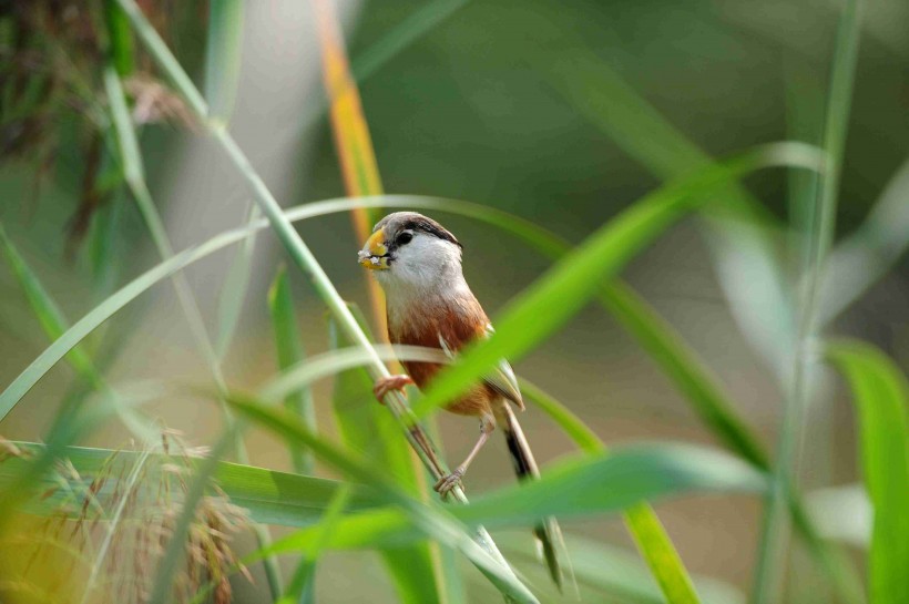 珍稀鳥種之震旦鴉雀圖片