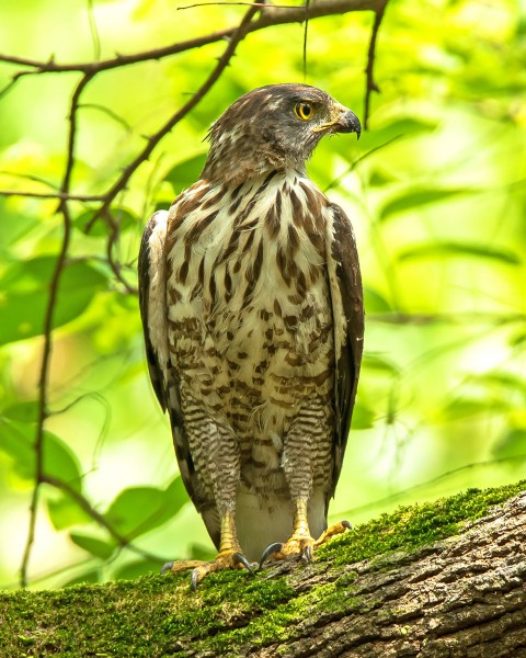 鳳頭鷹圖片