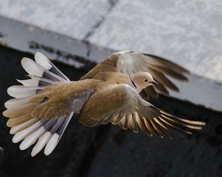 可愛的斑鳩圖片