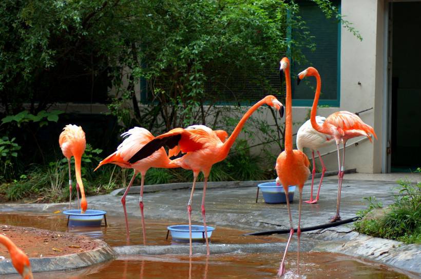 野生動(dòng)物園粉紅色的火烈鳥圖片特寫