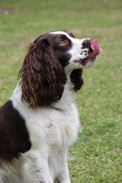 英国跳猎犬图片