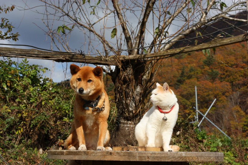 超级憨态可爱的猫叔图片 第二辑