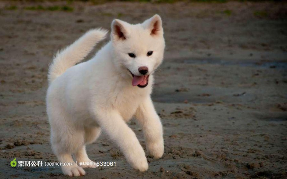 自?shī)首詷?lè)的白色秋田犬圖片