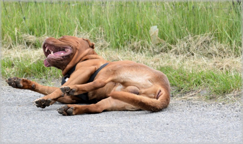 看守羊群的波爾多犬圖片