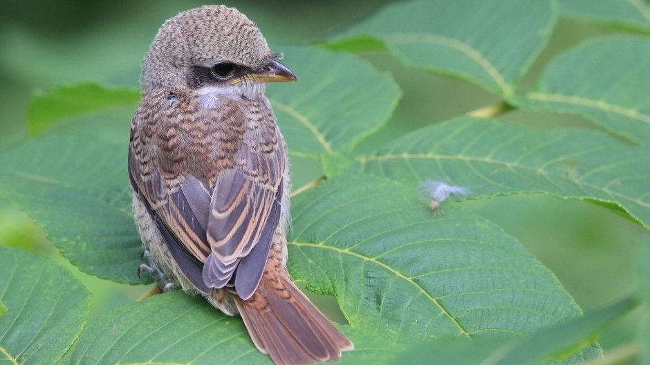 灰背伯勞鳥圖片模樣靈巧