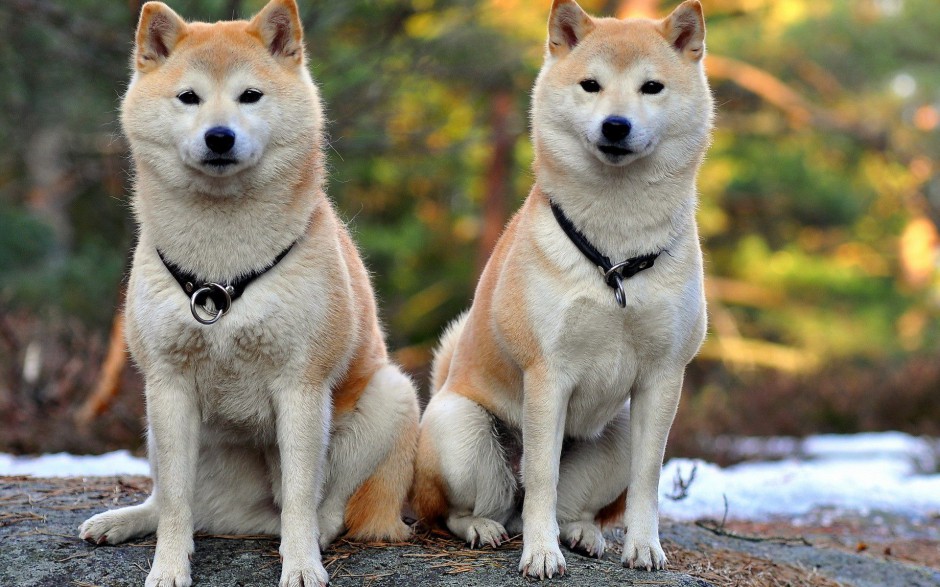 兩只可愛的秋田犬照片