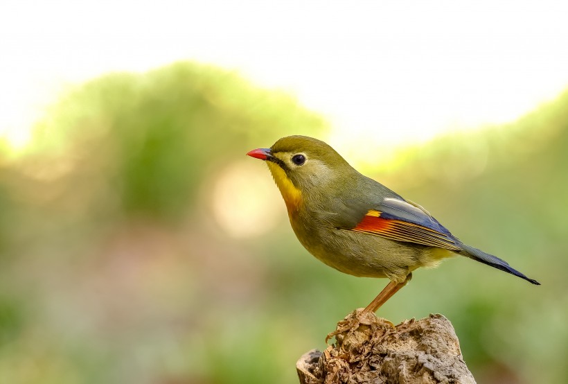 紅嘴相思鳥圖片