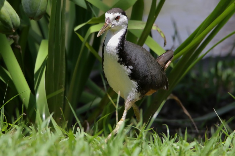 白胸苦惡鳥圖片