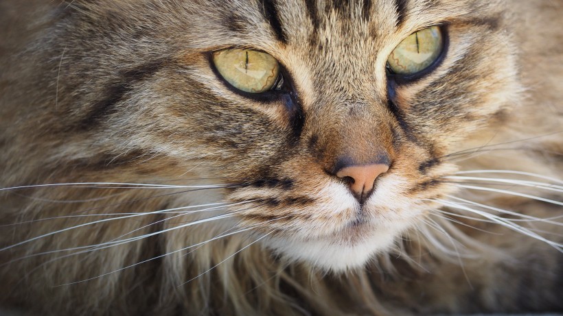 性格温顺的猫的头图片