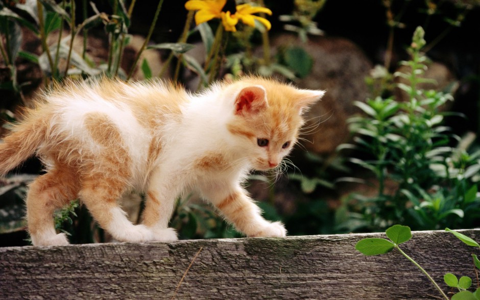 可爱小猫咪图片精美壁纸