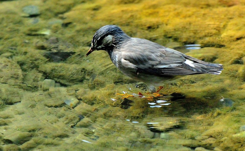 灰椋鳥圖片