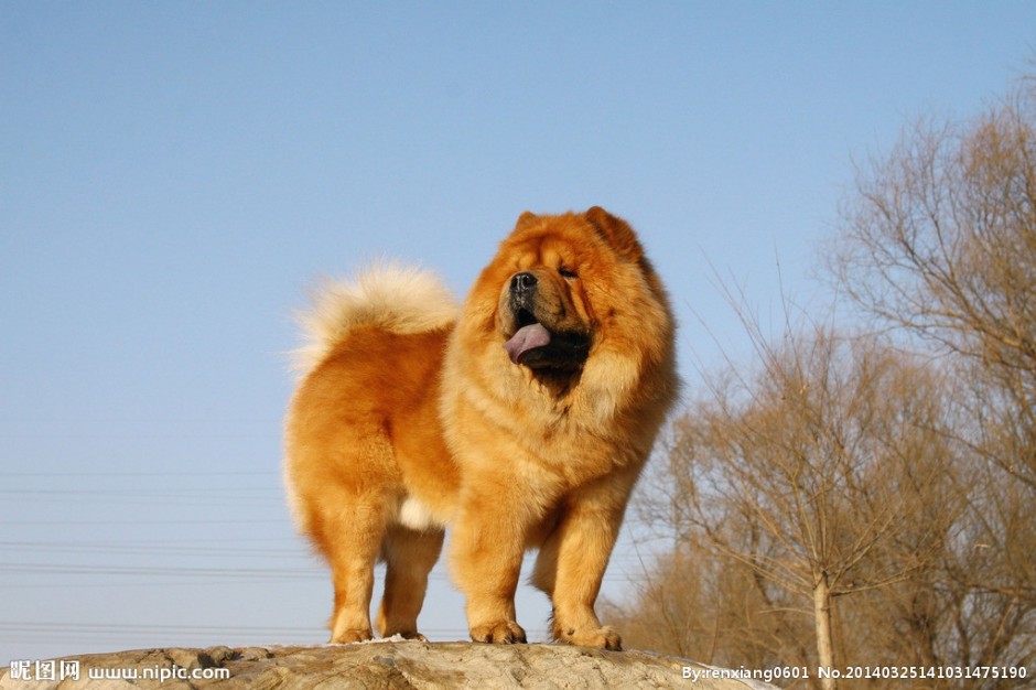 毛茸茸的金黄松狮犬图片