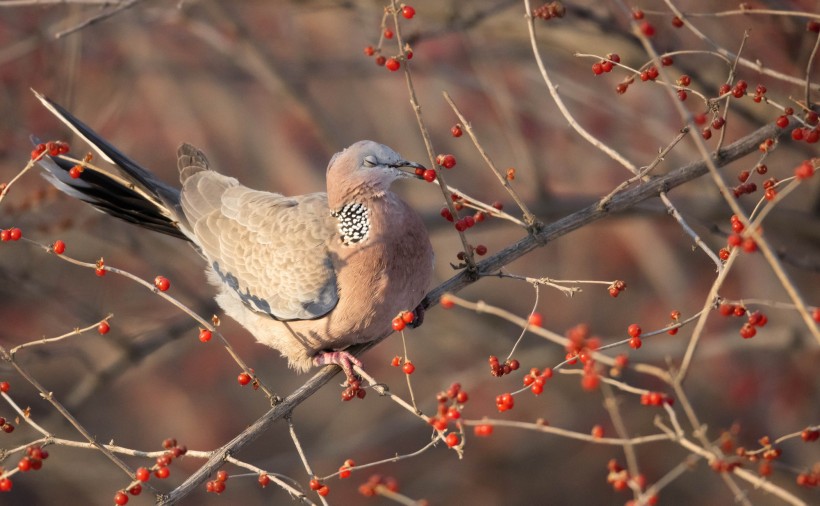 斑鳩圖片