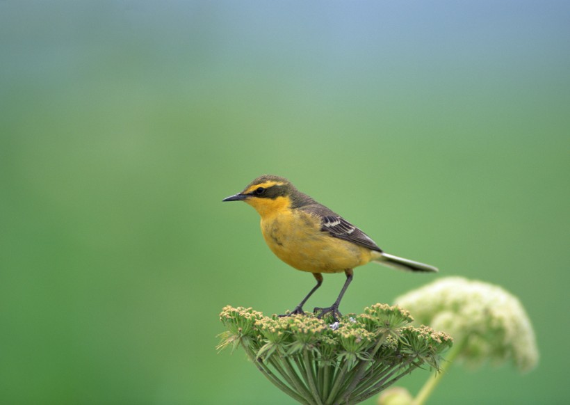 夏季樹枝上的鳥圖片