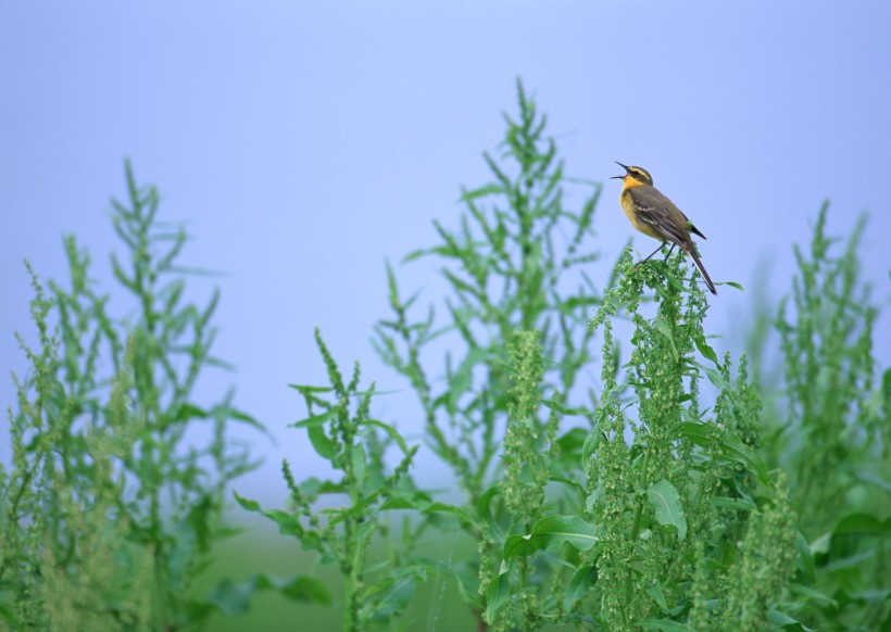 夏季樹枝上的鳥圖片