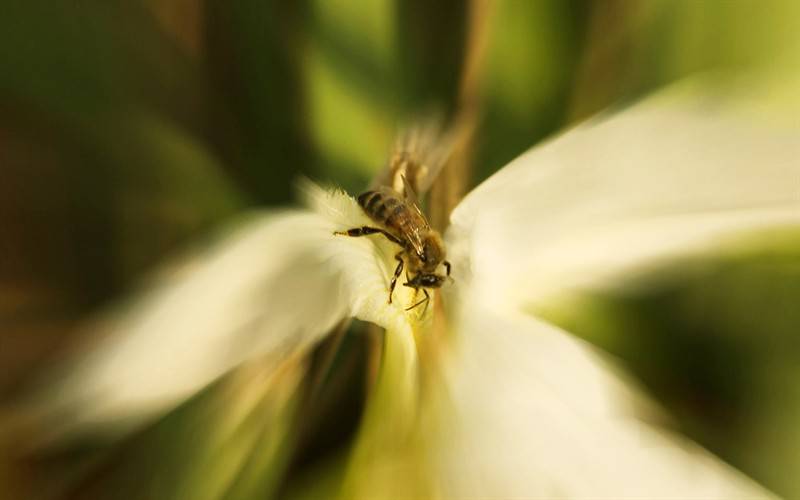 蜜蜂与花户外唯美高清写真图片