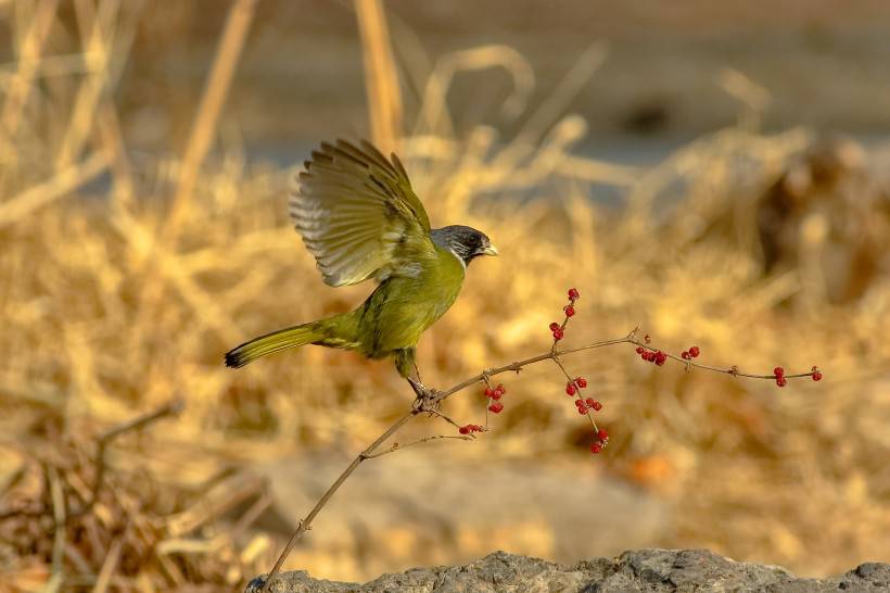 野生鳥(niǎo)類領(lǐng)雀嘴鵯攝影圖片