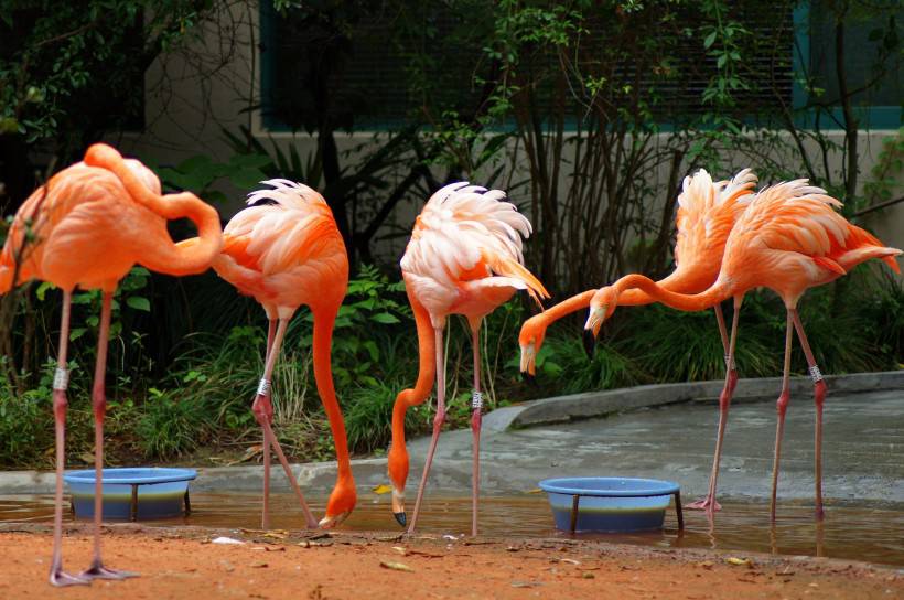 野生動物園粉紅色的火烈鳥圖片特寫