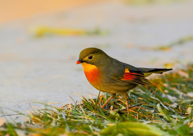 紅嘴相思鳥圖片