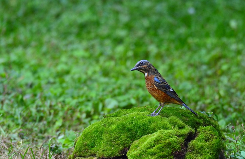 白喉磯鶇鳥類圖片