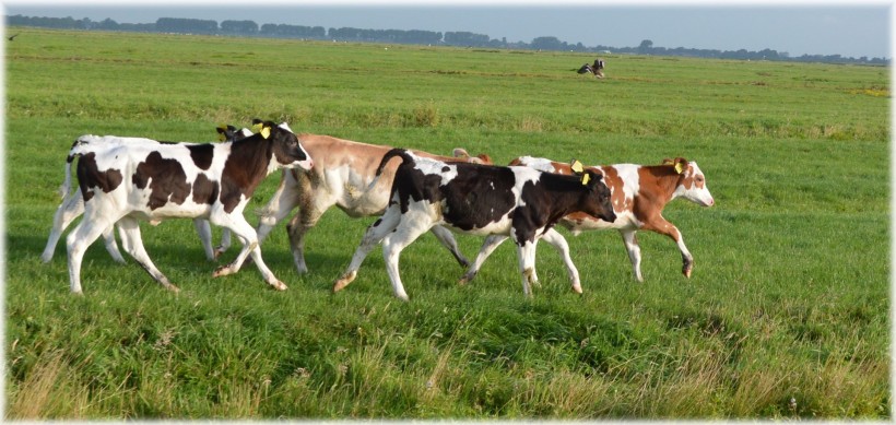 荷兰黑白花奶牛和乳牛图片