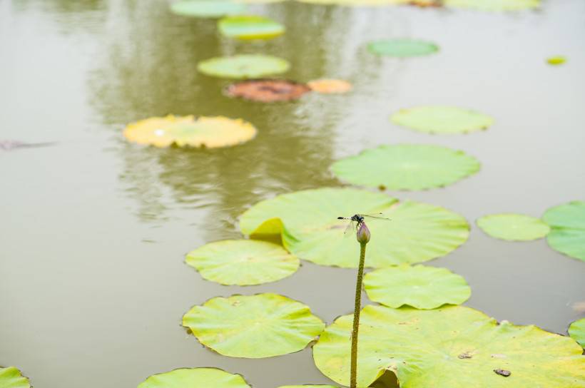 公園的荷塘里蜻蜓點水圖片